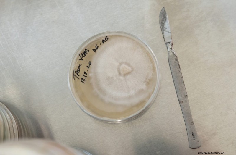 Piastre di agar per micelio di funghi:una guida completa 