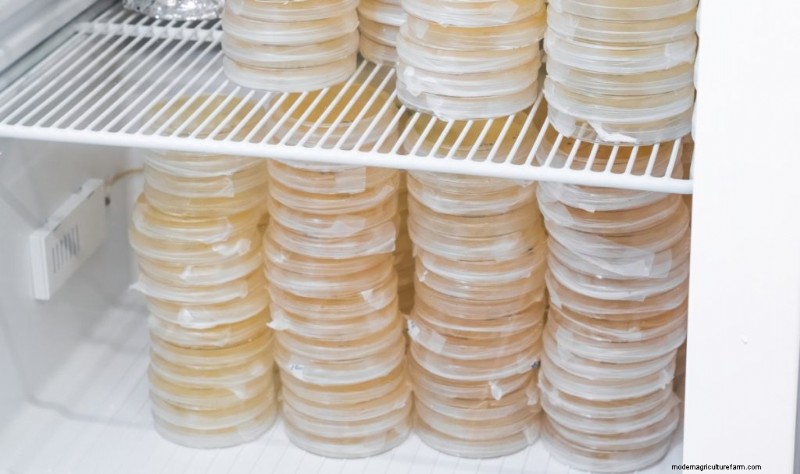 Piastre di agar per micelio di funghi:una guida completa 