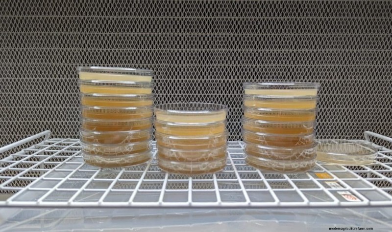 Cappa a flusso laminare fai-da-te per la coltivazione di funghi:una guida passo passo 
