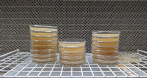 Cappa a flusso laminare fai-da-te per la coltivazione di funghi:una guida passo passo 
