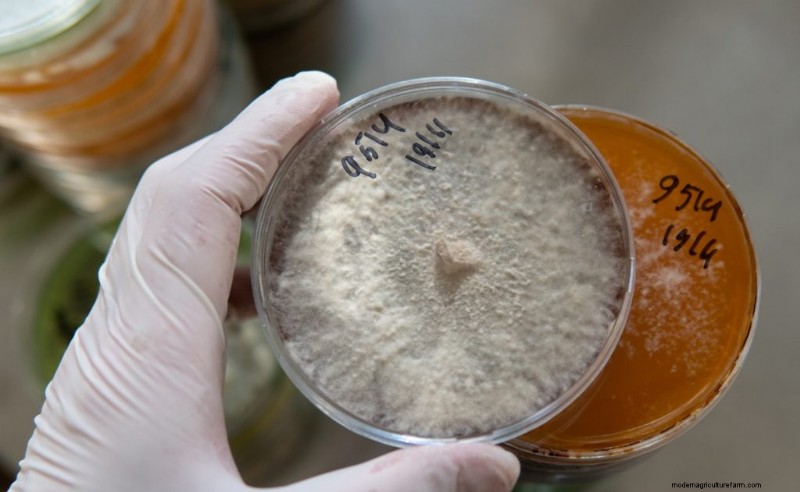 Een paddenstoelenlaboratorium ontwerpen:een uitgebreide gids voor telers 
