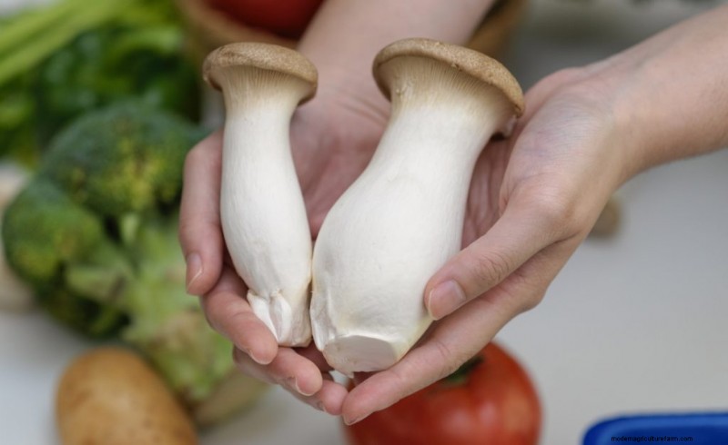 King Oyster Mushroom Growing Guide:een compleet stap-voor-stap 