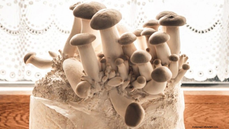 King Oyster Mushroom Growing Guide:een compleet stap-voor-stap 