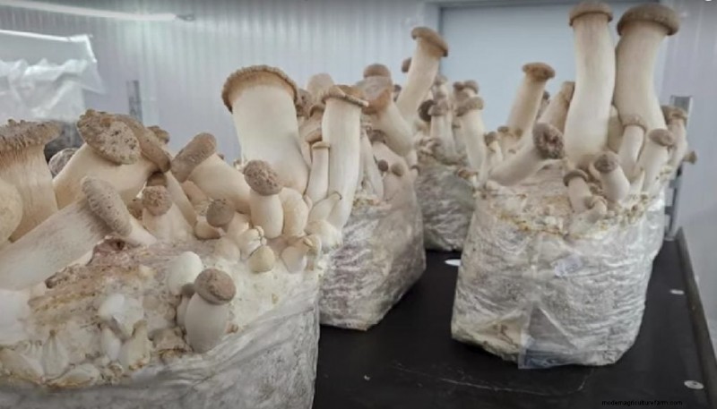 King Oyster Mushroom Growing Guide:een compleet stap-voor-stap 