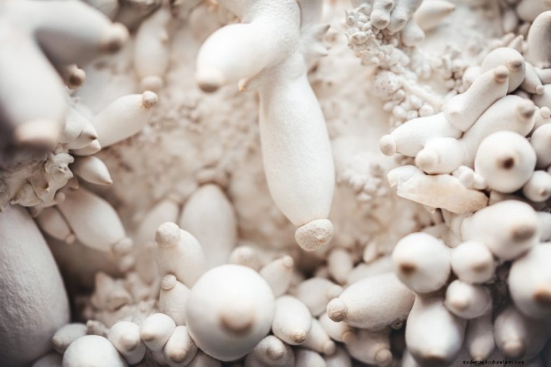 King Oyster Mushroom Growing Guide:een compleet stap-voor-stap 