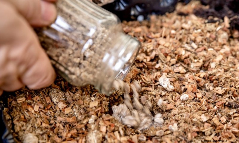 King Oyster Mushroom Growing Guide:een compleet stap-voor-stap 