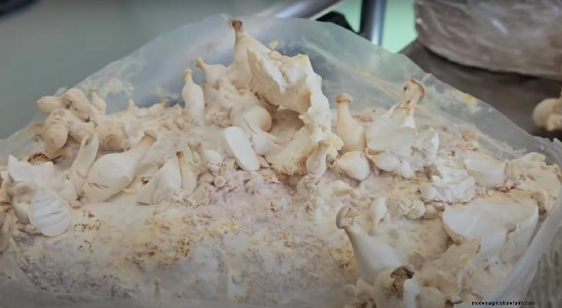 King Oyster Mushroom Growing Guide:een compleet stap-voor-stap 