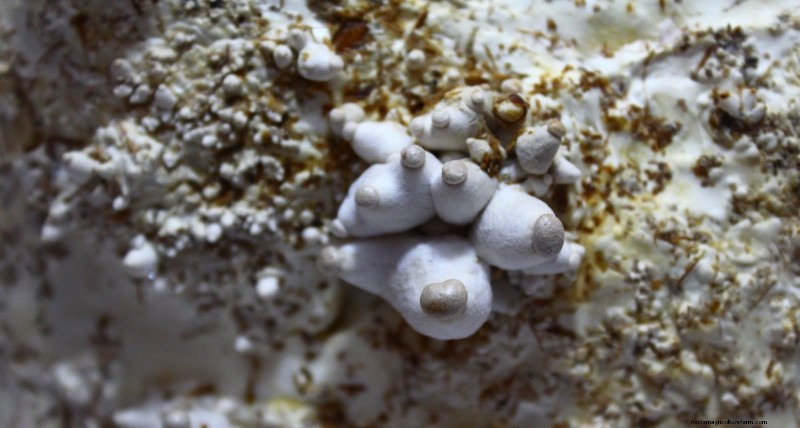 King Oyster Mushroom Growing Guide:een compleet stap-voor-stap 