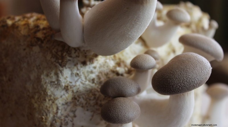 King Oyster Mushroom Growing Guide:een compleet stap-voor-stap 