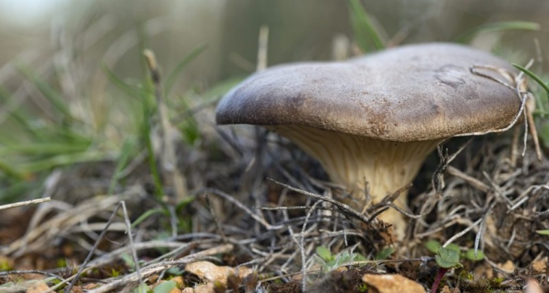 King Oyster Mushroom Growing Guide:een compleet stap-voor-stap 