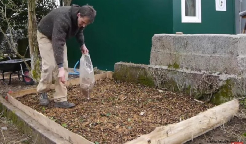 King Oyster Mushroom Growing Guide:een compleet stap-voor-stap 