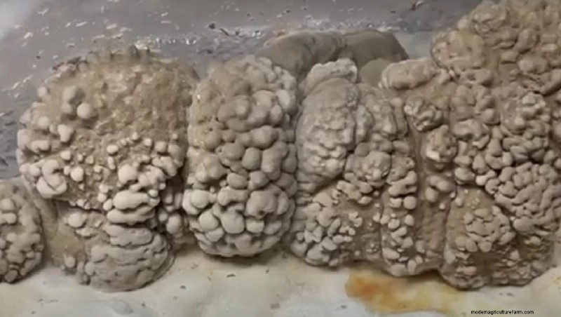 Anbau von Maitake-Pilzen:Ein umfassender Leitfaden für den Heimanbau 