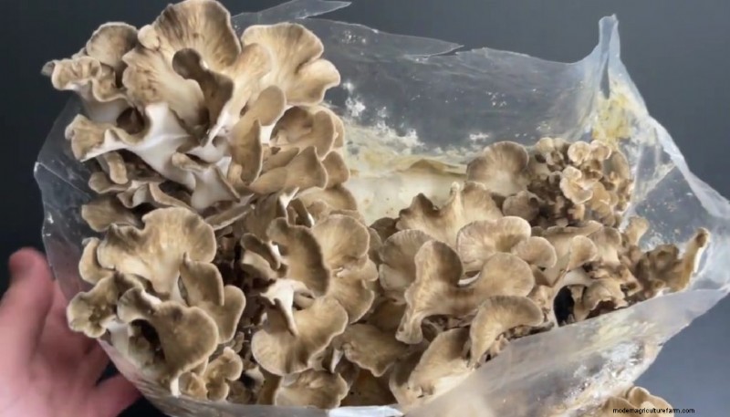 Anbau von Maitake-Pilzen:Ein umfassender Leitfaden für den Heimanbau 