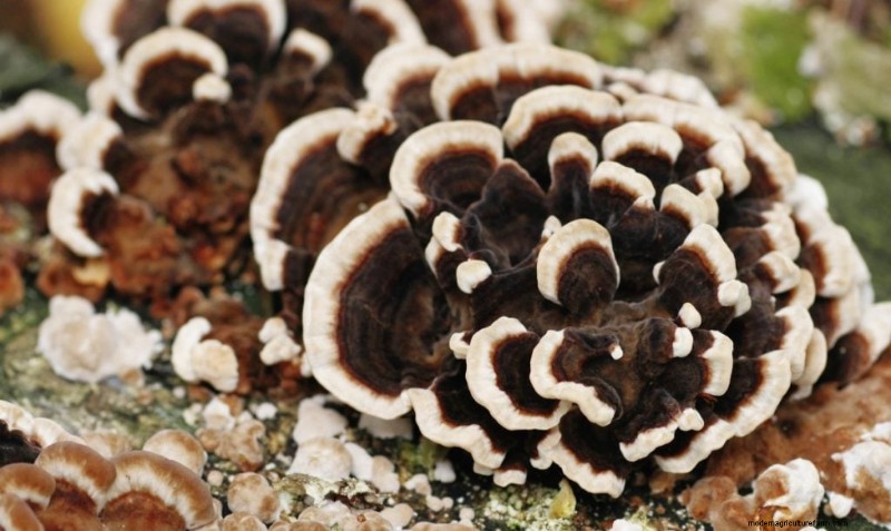Coltivare i funghi coda di tacchino a casa:una guida completa 