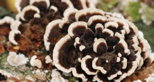 ターキーテールキノコを自宅で育てる：総合ガイド 