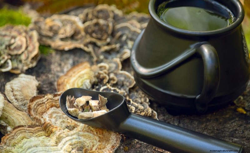 Coltivare i funghi coda di tacchino a casa:una guida completa 