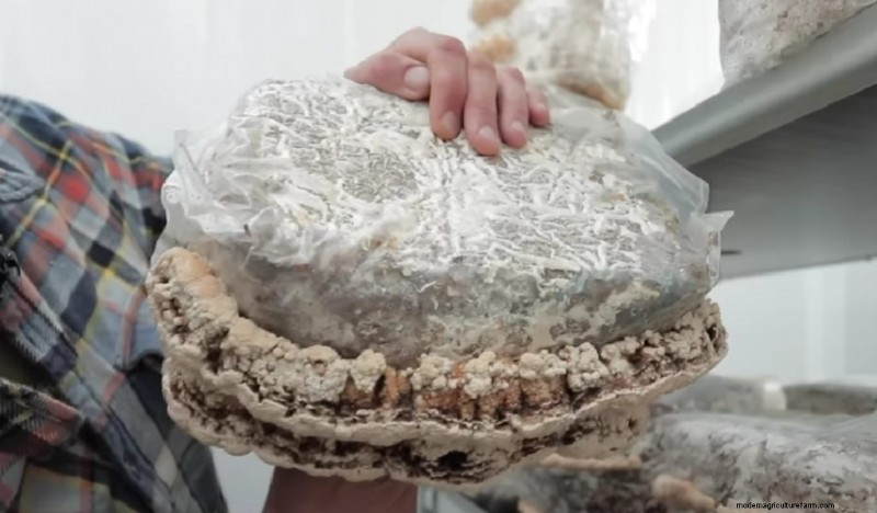 Coltivare i funghi coda di tacchino a casa:una guida completa 