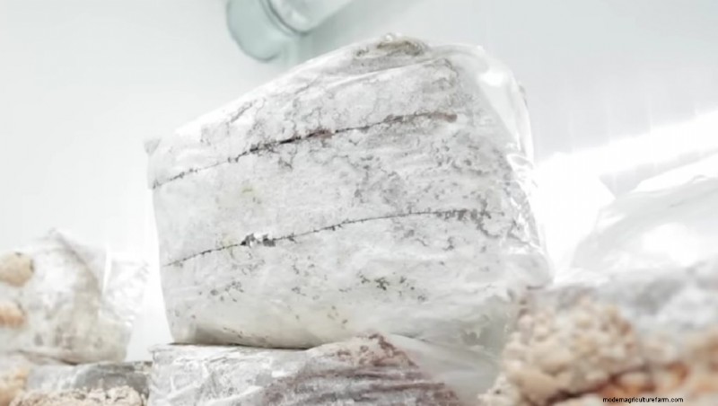 Coltivare i funghi coda di tacchino a casa:una guida completa 