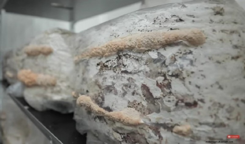 Coltivare i funghi coda di tacchino a casa:una guida completa 