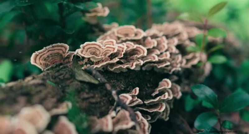 Coltivare i funghi coda di tacchino a casa:una guida completa 