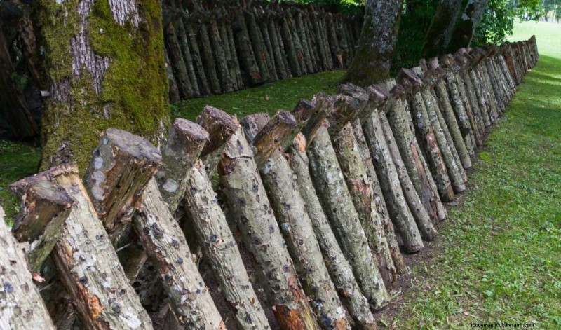 Coltivare i funghi coda di tacchino a casa:una guida completa 