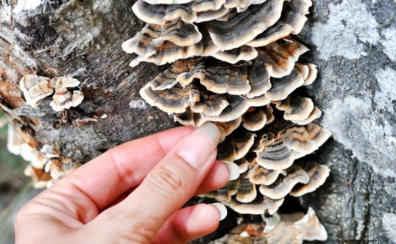 Coltivare i funghi coda di tacchino a casa:una guida completa 