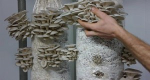 キノコ栽培バッグ:初心者のための総合ガイド 