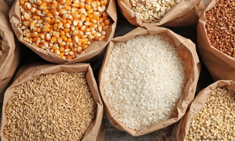 DIY Grain Spawn:um guia para iniciantes para cultivar cogumelos em casa 