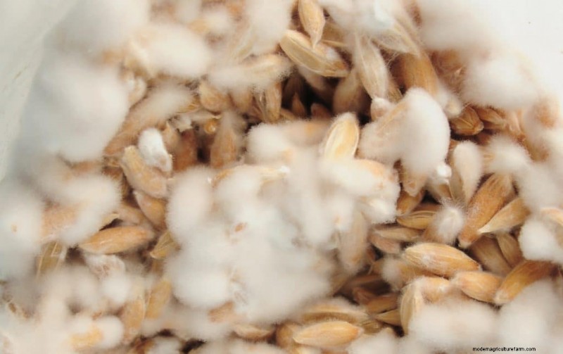 DIY Grain Spawn:um guia para iniciantes para cultivar cogumelos em casa 