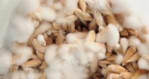 Generación de granos casera:una guía para principiantes sobre cómo cultivar semillas de hongos en casa 