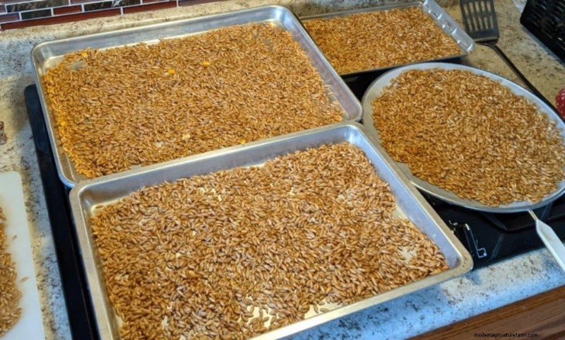 DIY Grain Spawn:um guia para iniciantes para cultivar cogumelos em casa 