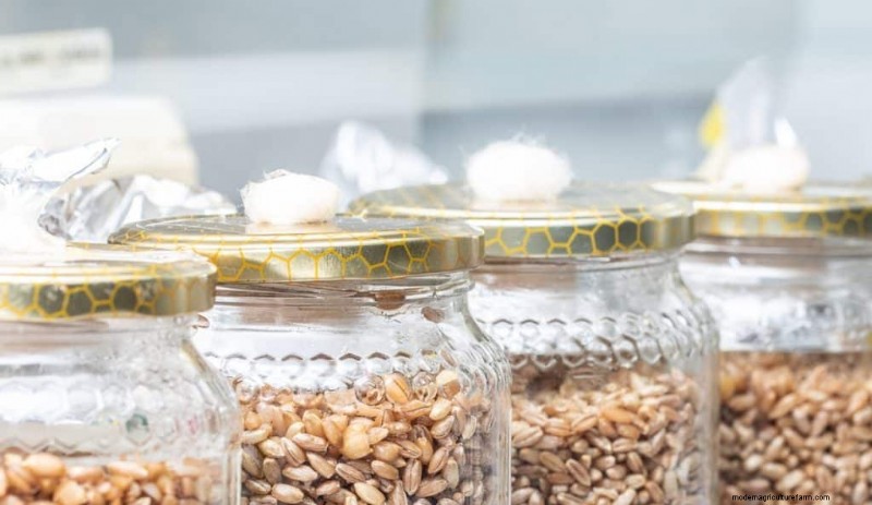 DIY Grain Spawn:um guia para iniciantes para cultivar cogumelos em casa 