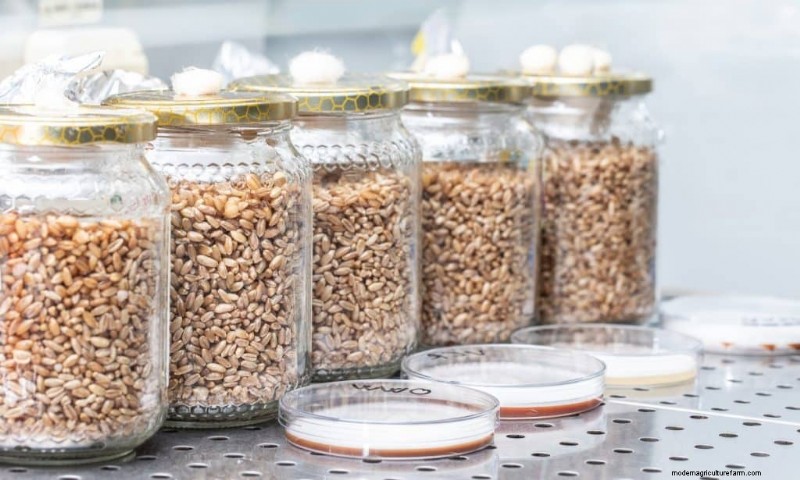 DIY Grain Spawn:um guia para iniciantes para cultivar cogumelos em casa 