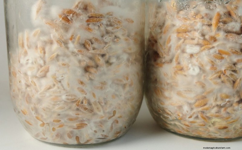 DIY Grain Spawn:um guia para iniciantes para cultivar cogumelos em casa 