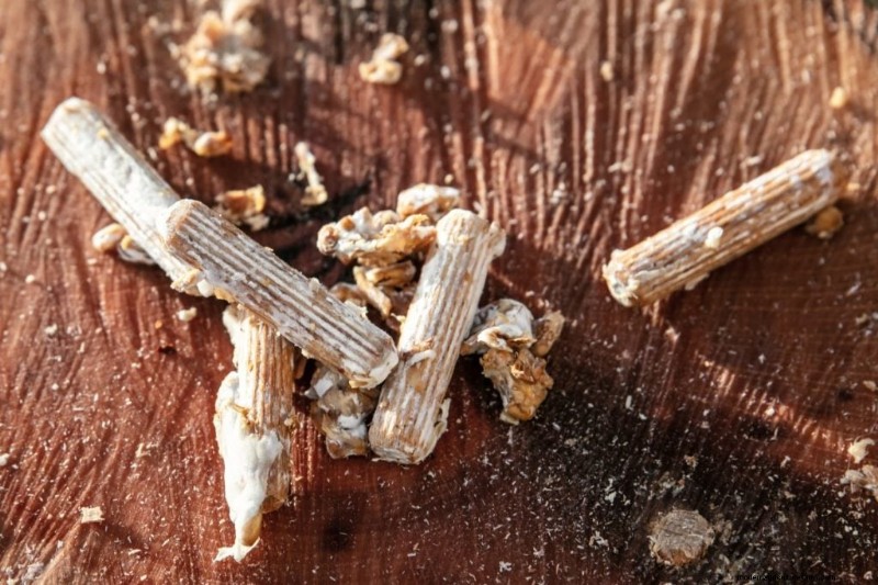 DIY Grain Spawn:um guia para iniciantes para cultivar cogumelos em casa 