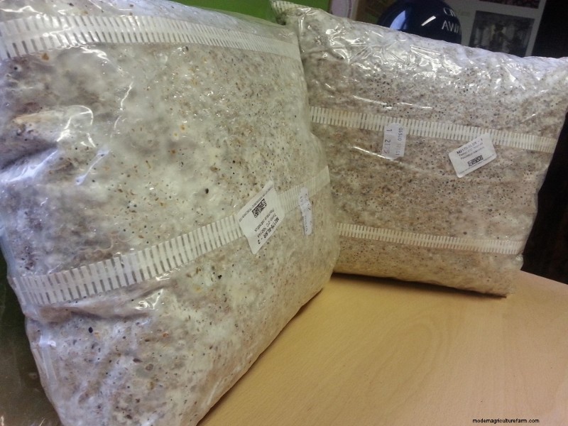 DIY Grain Spawn:um guia para iniciantes para cultivar cogumelos em casa 