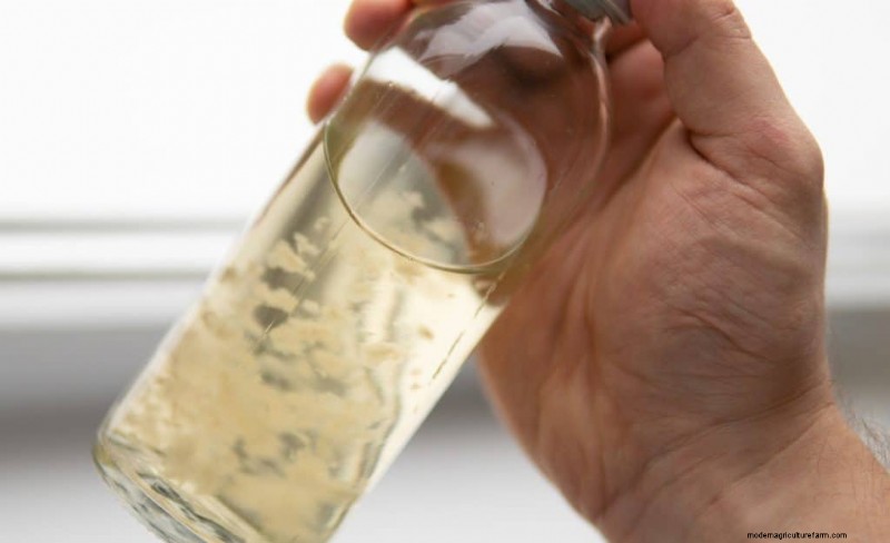 Coltura liquida di funghi:una guida completa per coltivare più funghi 