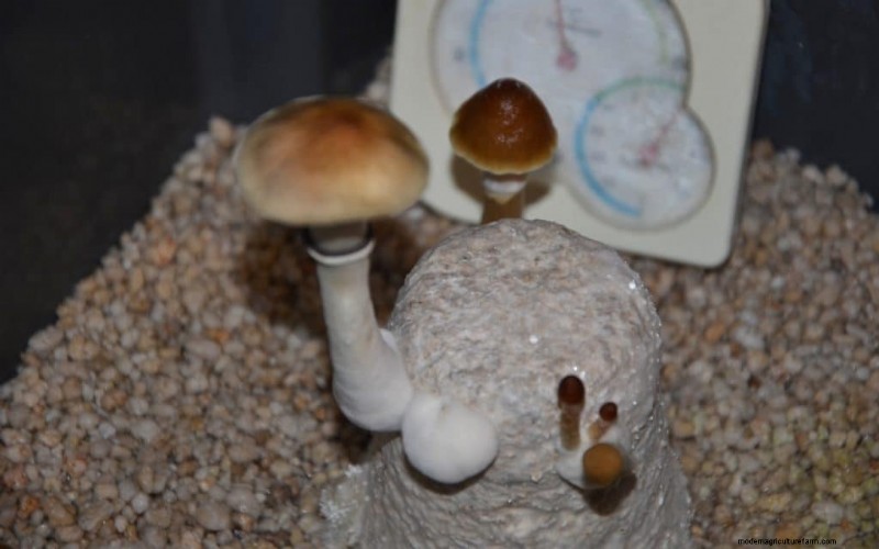 PF Tek:een beginnershandleiding voor het thuis kweken van paddenstoelen 
