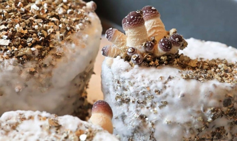 PF Tek:een beginnershandleiding voor het thuis kweken van paddenstoelen 
