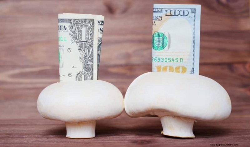 キノコ栽培の利益:最も収益の高い品種と収益の可能性 