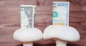 キノコ栽培の利益:最も収益の高い品種と収益の可能性 