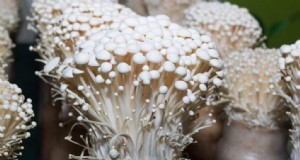 Paddenstoelenverlichting:hebben paddenstoelen licht nodig om te groeien? 