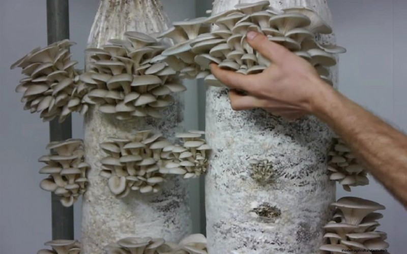 Coltivazione sostenibile di funghi:8 ragioni per un futuro più verde 