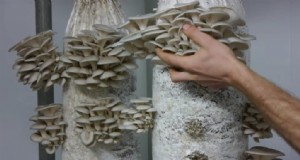 Coltivazione sostenibile di funghi:8 ragioni per un futuro più verde 