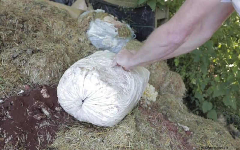 Coltivazione sostenibile di funghi:8 ragioni per un futuro più verde 