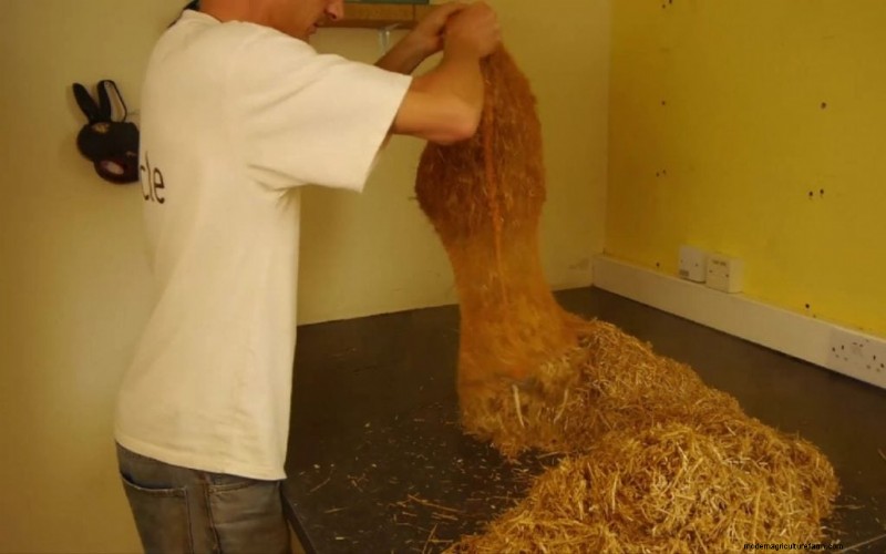 Pasteuriseren van champignonsubstraat:een beginnershandleiding (5 methoden) 