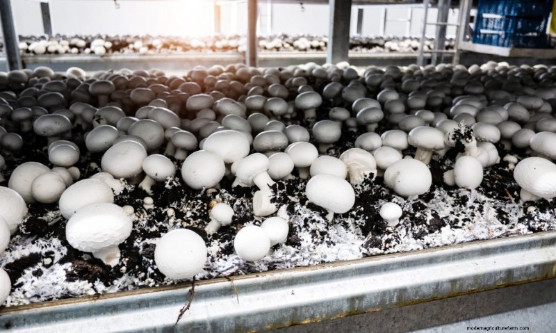 Pasteuriseren van champignonsubstraat:een beginnershandleiding (5 methoden) 