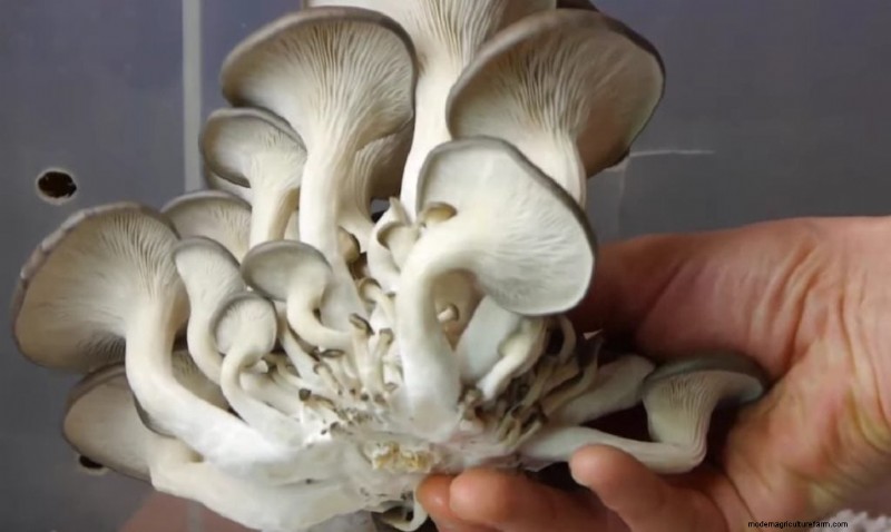 Gids voor het oogsten van champignons:timing, technieken en beste praktijken 