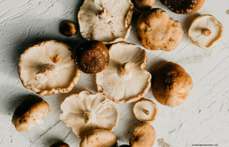 Gids voor het oogsten van champignons:timing, technieken en beste praktijken 