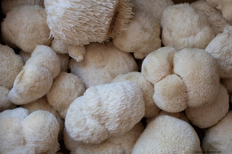 Gids voor het oogsten van champignons:timing, technieken en beste praktijken 